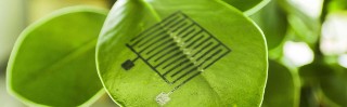Sensors printed on a plant leaf